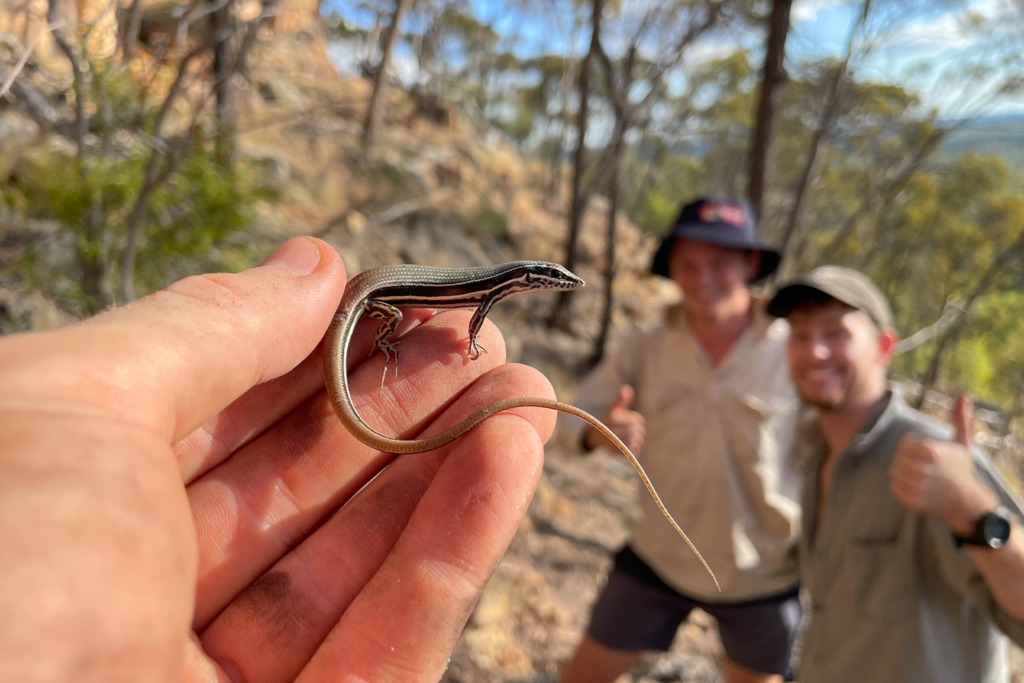 Photo of Ctenotus rungulla held by Dr. Stephen Zozaia at Gregory Reindes.  Two students can be seen in the background - one giving a thumbs up.