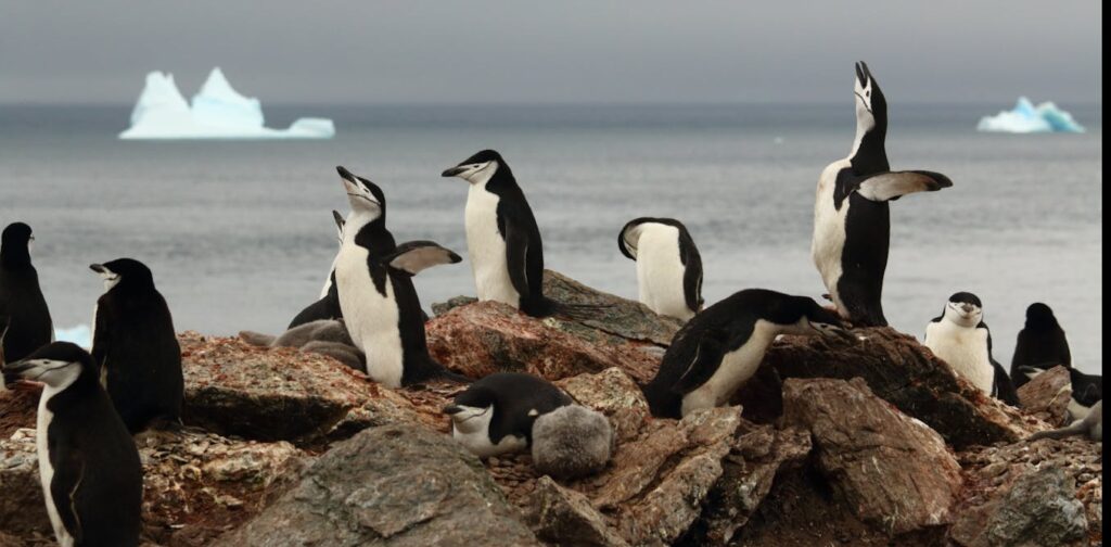 Diving with penguins: technology gives ocean scientists a bird's-eye view of foraging in Antarctic waters