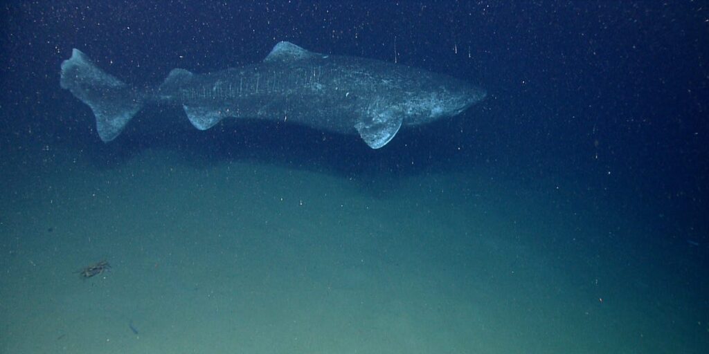 The metabolism of Greenland sharks may help explain their longevity