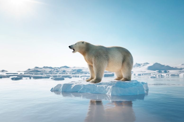 Polar Bear Melting Ice Climate Change